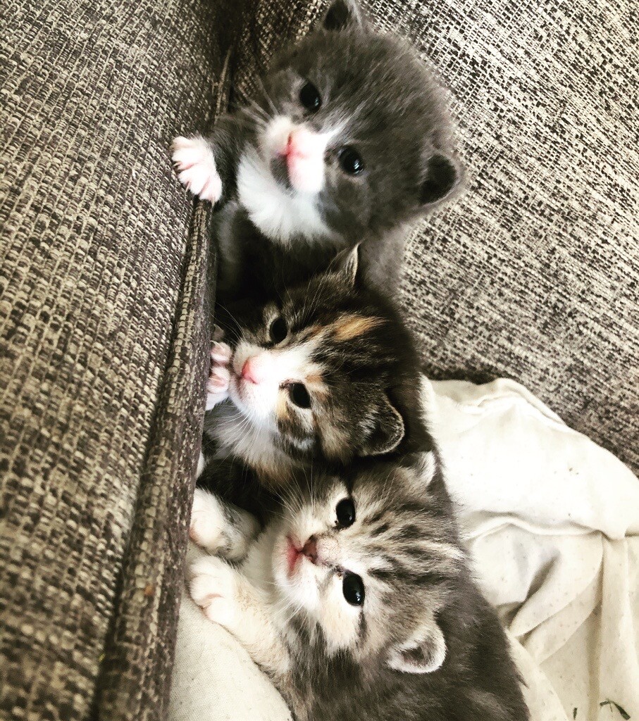 ragdoll x kittens for sale near me